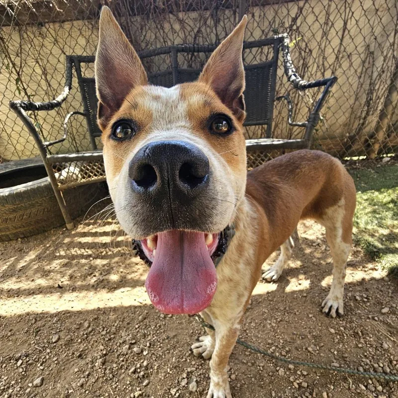 A young medium-sized male Red / Chestnut / Orange Cattle Dog dog named Almond Joy for adoption in Salt Lake City, UT