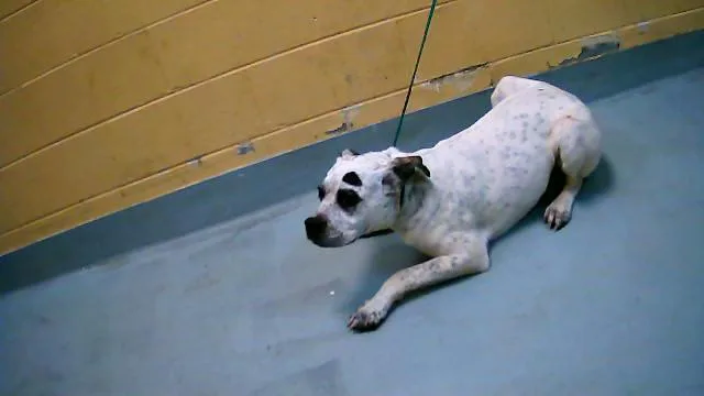 A young medium-sized male Pit Bull Terrier dog named King for adoption in Tulsa, OK