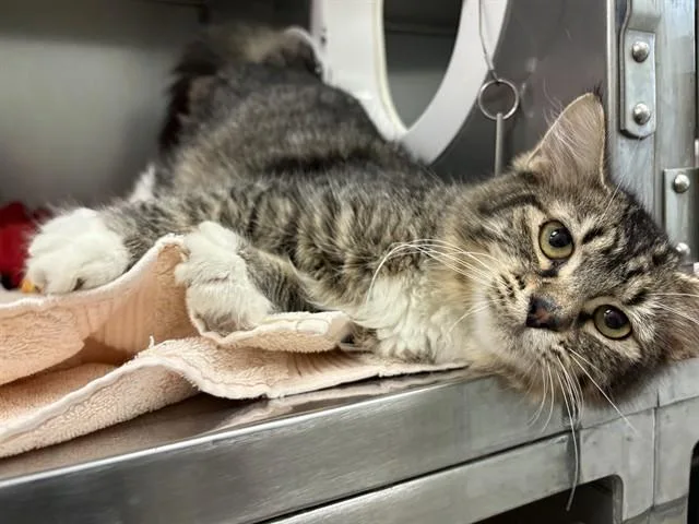 A young small-sized female Domestic Long Hair cat named Mars for adoption in Minneapolis, MN