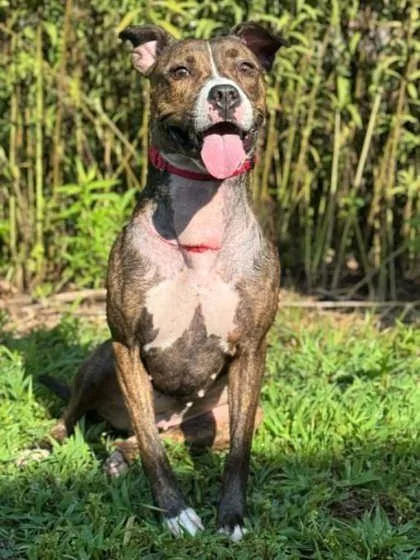 An adult large-sized female Terrier dog named Lilly Pad for adoption in Gastonia, NC