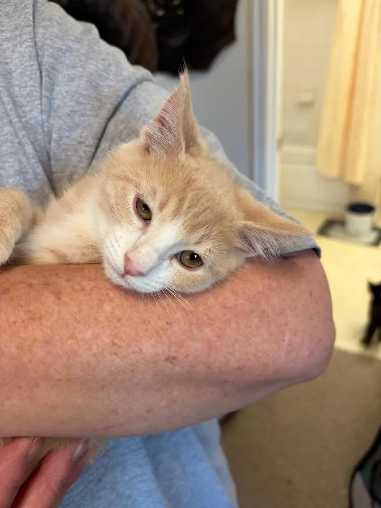 A baby medium-sized male Domestic Medium Hair cat named Starsky for adoption in Heber City, UT