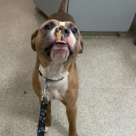 An adult medium-sized male Brindle Mixed Breed dog named San Antonio for adoption in Jacksonville, FL