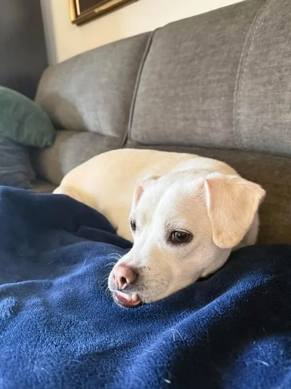 Jojo Jellybean The Sweetest thumbnail 4