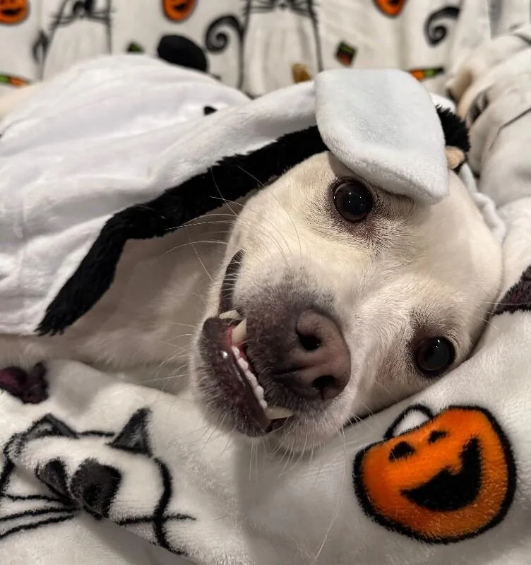 Jojo Jellybean The Sweetest thumbnail 5
