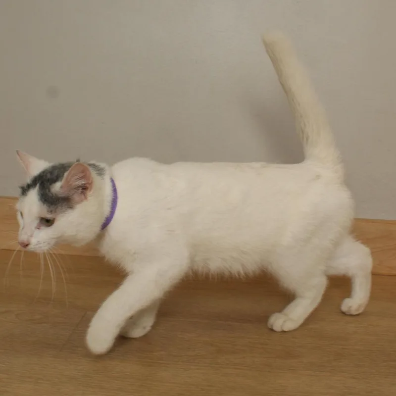 A young medium-sized male White Domestic Short Hair cat named Ramen C for adoption in Minnetonka, MN