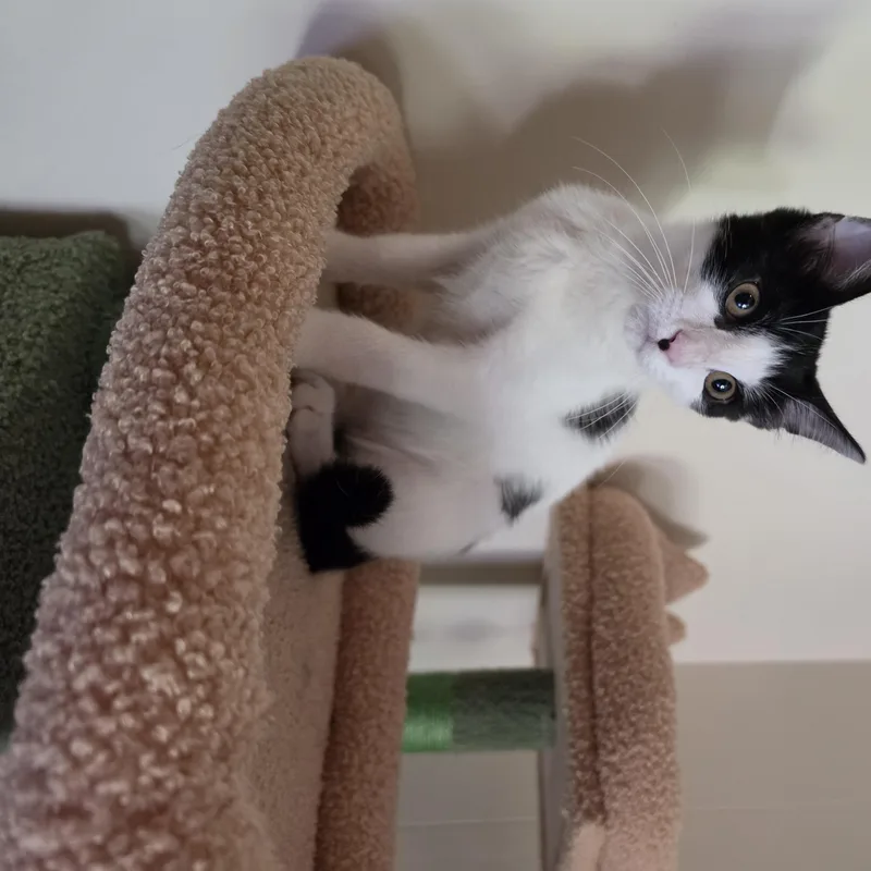 A baby medium-sized male Black & White / Tuxedo Domestic Short Hair cat named Caribou for adoption in Metairie, LA