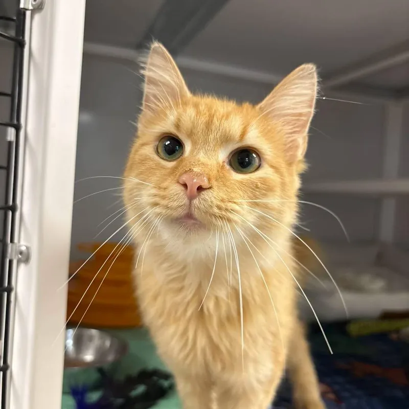 A young medium-sized female Domestic Long Hair cat named Butterscotch for adoption in White Oak, PA