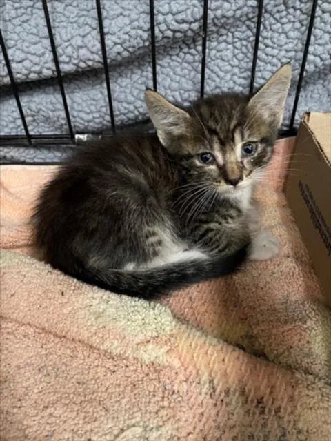 A baby small-sized male Domestic Medium Hair cat named Pooh for adoption in Tracy, CA