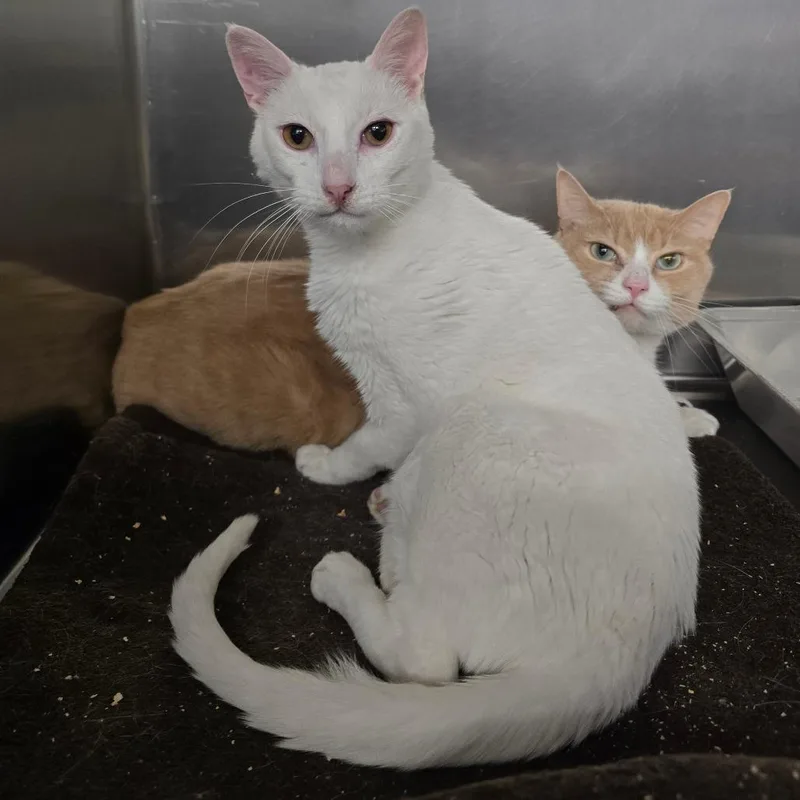An adult medium-sized male White Domestic Short Hair cat named Link for adoption in Spokane, WA