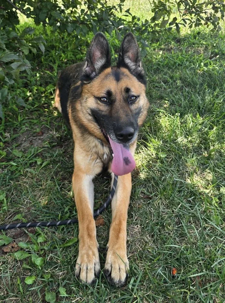 An adult large-sized female Brown / Chocolate German Shepherd Dog named Harlow for adoption in Palatine, IL