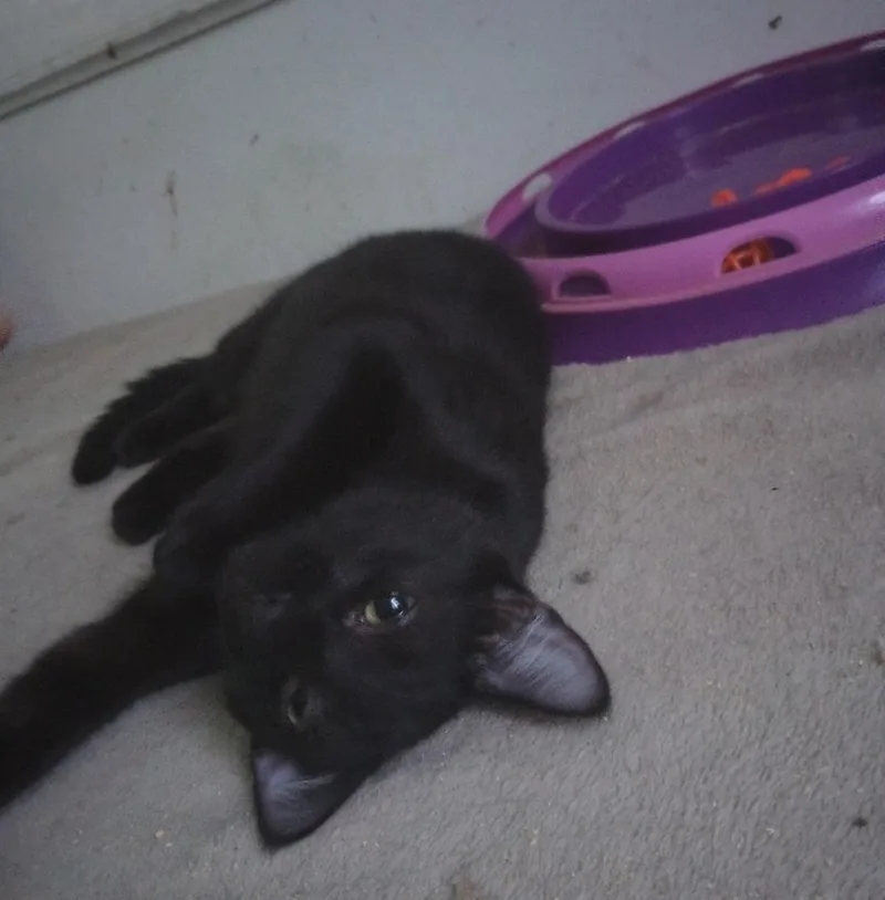 Smurfette thumbnail 2