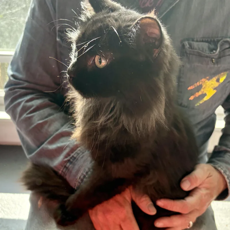 An adult medium-sized male Black Domestic Long Hair cat named Ollie for adoption in Akron, OH