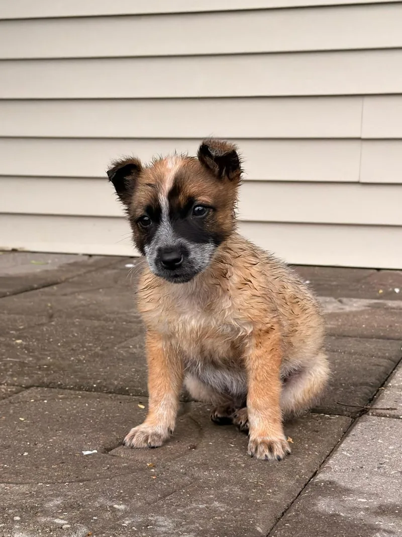 A baby medium-sized male Bicolor Australian Cattle Dog / Blue Heeler dog named Coonie for adoption in North Freedom, WI
