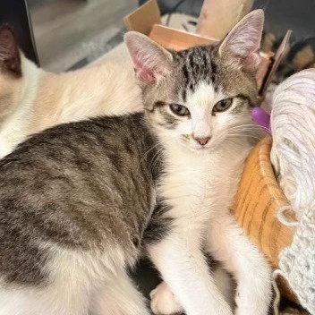 A baby medium-sized male Gray & White Tabby cat named Mickey brotherofMinnie for adoption in Houston, TX