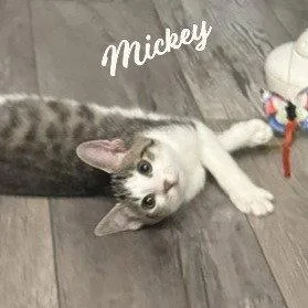 Mickey brotherofMinnie thumbnail 3