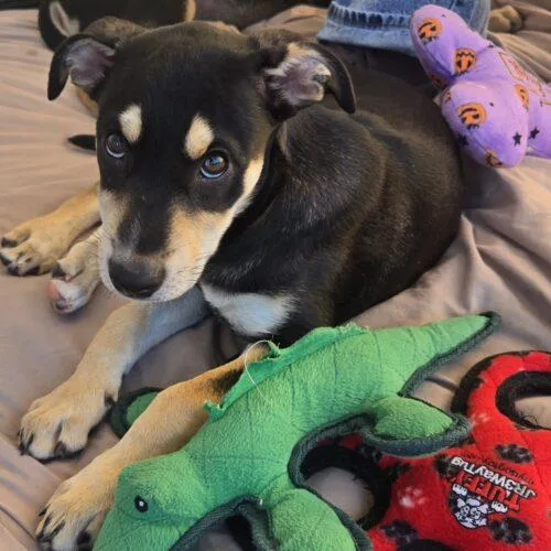 A baby small-sized female Tricolor (Brown, Black, & White) Mixed Breed dog named Penny for adoption in San Juan Capistrano, CA