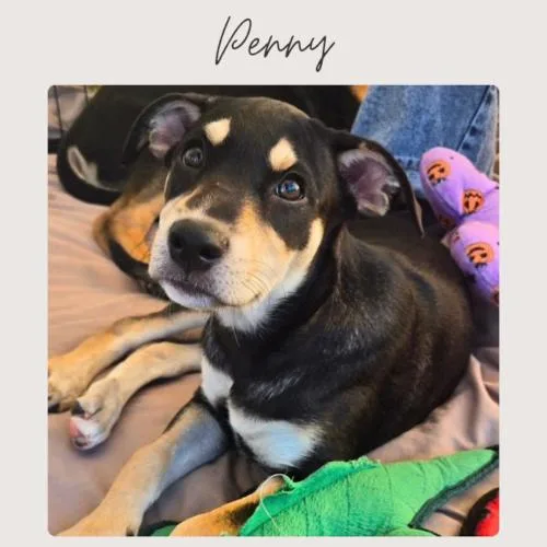Penny thumbnail 3