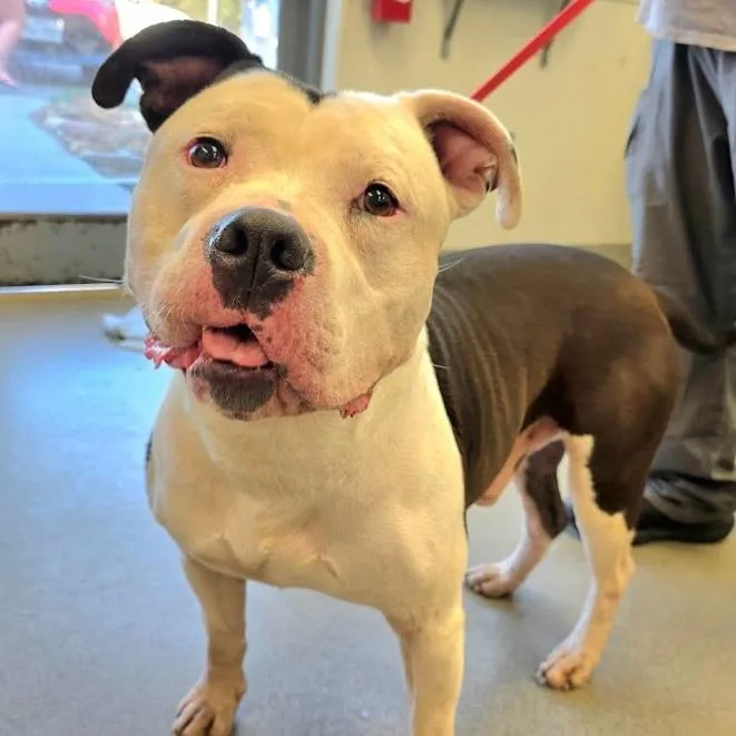 An adult large-sized male Pit Bull Terrier dog named Frazier for adoption in Oak Ridge, TN