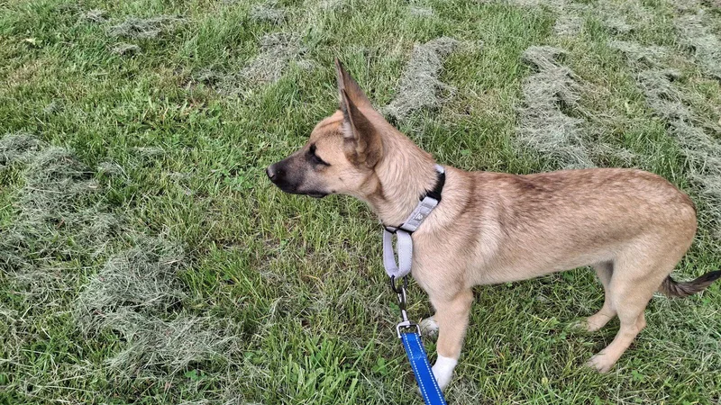 A baby medium-sized female German Shepherd Dog dog named Harlow for adoption in Sebec, ME