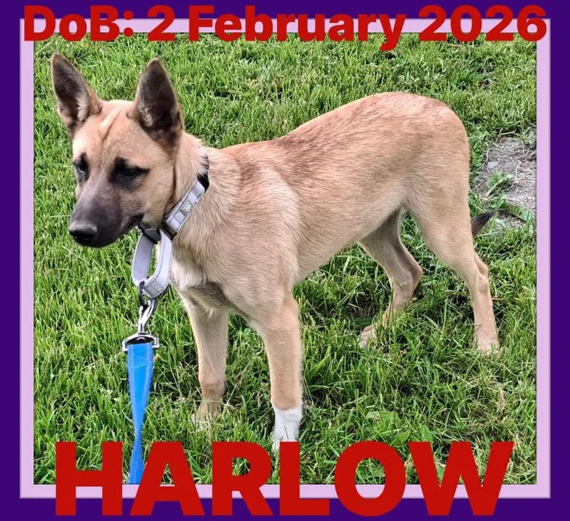 Harlow thumbnail 3