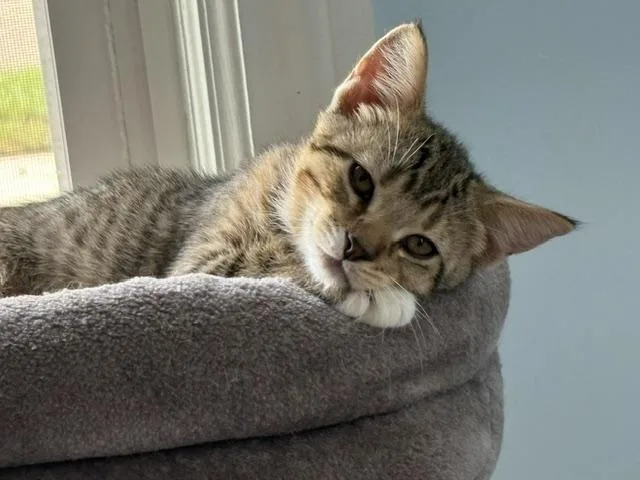A baby medium-sized male Tabby (Brown / Chocolate) Tabby cat named Chase and Wrigley for adoption in Grand Rapids, MI