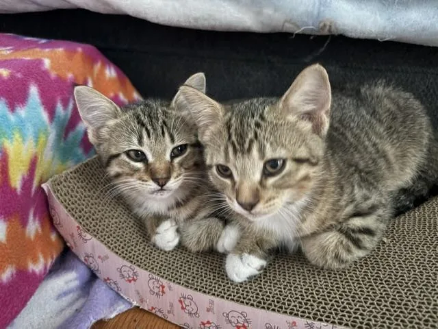 Chase and Wrigley thumbnail 4