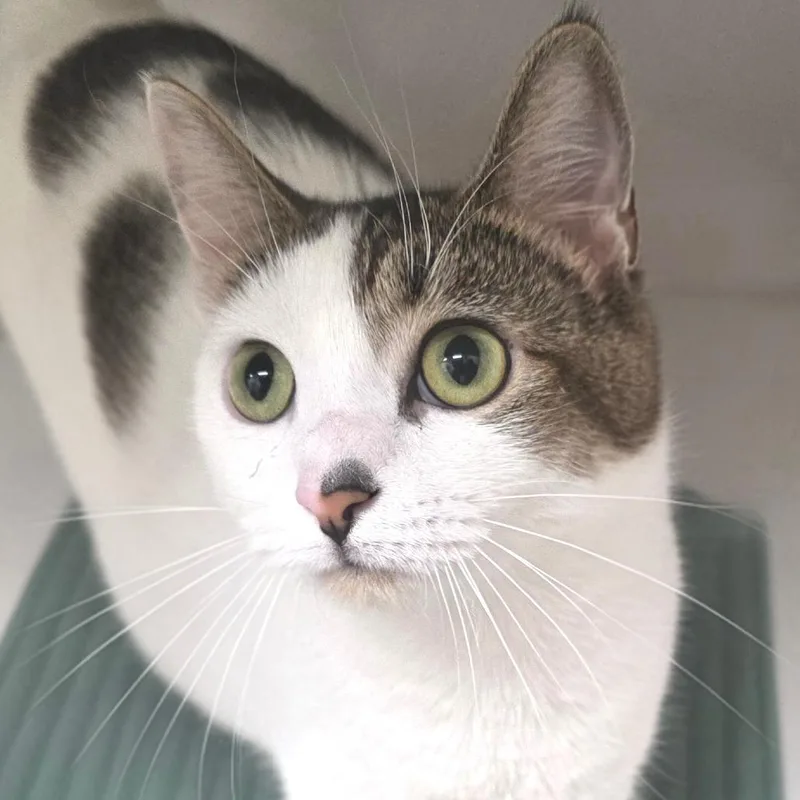 A young medium-sized female Domestic Short Hair cat named Mel B for adoption in Cumming, GA