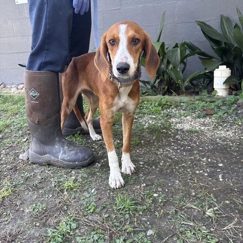 A young medium-sized female Brown / Chocolate Coonhound dog named Caroline for adoption in Clanton, AL