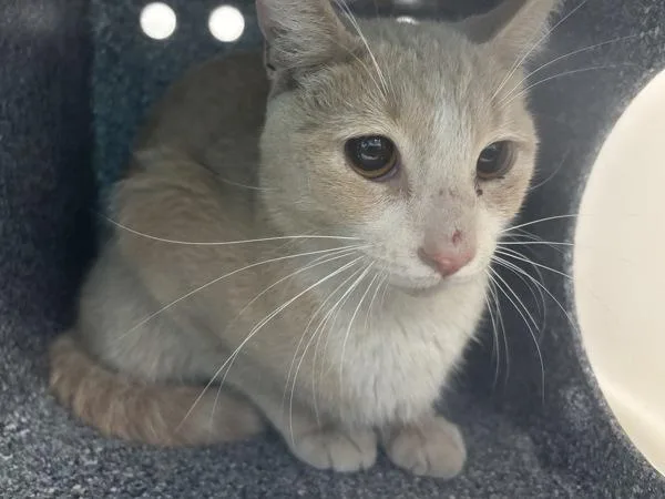 A young medium-sized male Domestic Short Hair cat named Billygoat for adoption in New York, NY