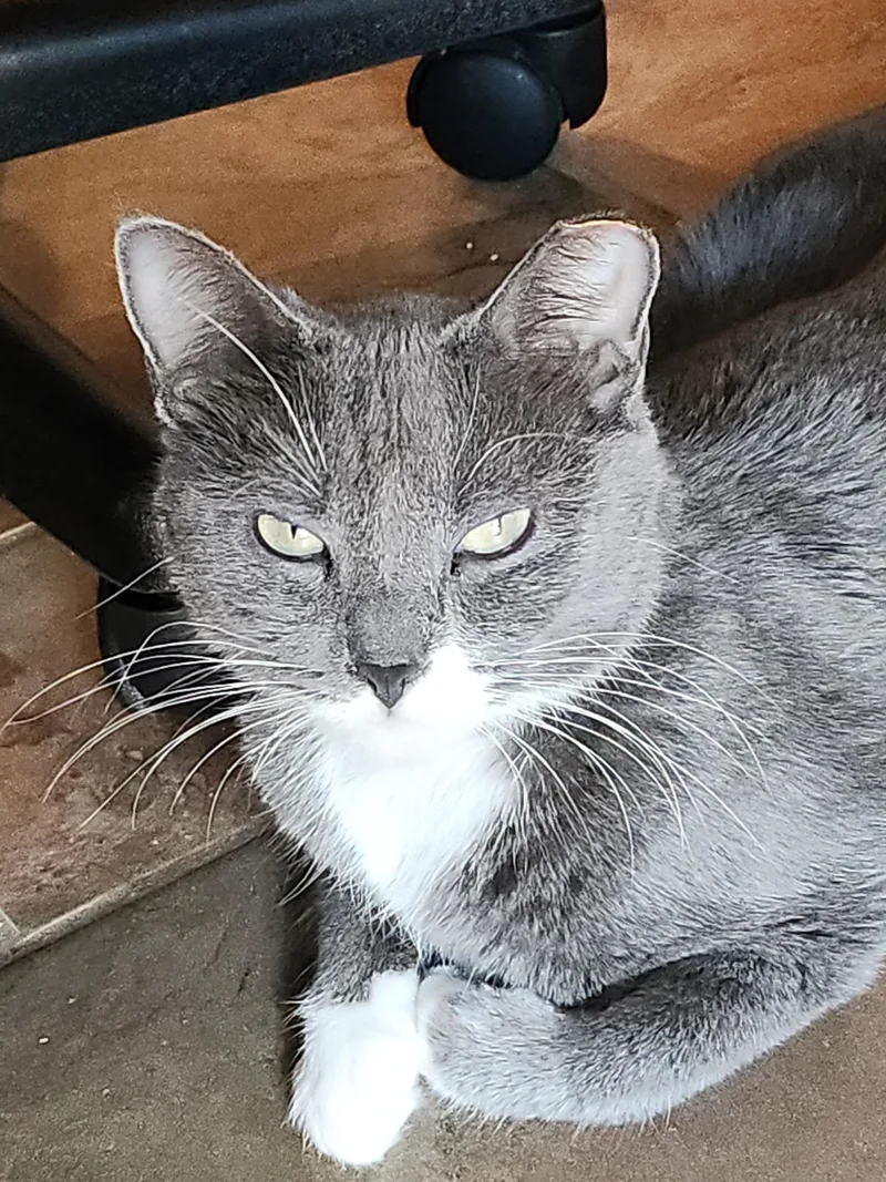 An adult medium-sized female Gray & White Domestic Short Hair cat named Luna for adoption in Port Washington, WI