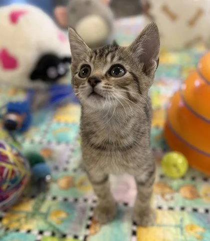 A young small-sized male Domestic Short Hair cat named Purina for adoption in Midland, VA