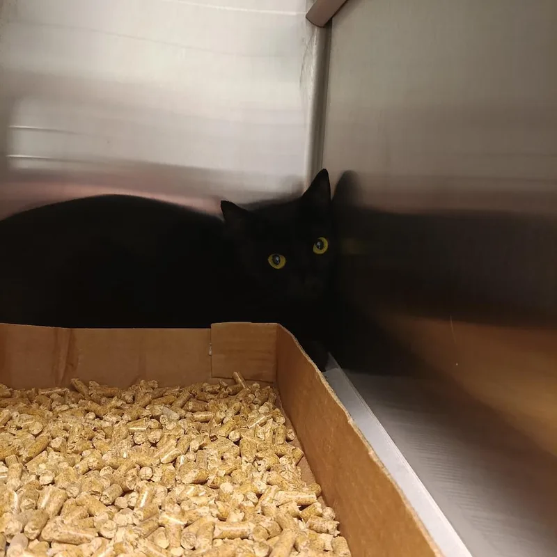 An adult medium-sized female Black Domestic Short Hair cat named Free Willy for adoption in Chattanooga, TN