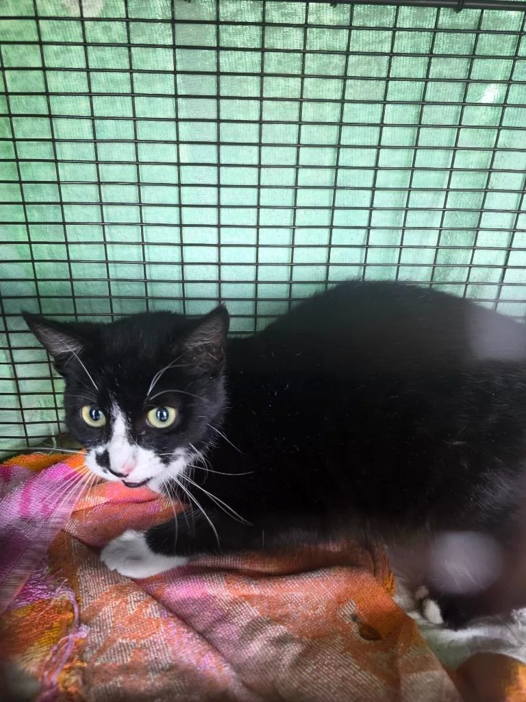 A young medium-sized female Domestic Short Hair cat named Schaefer Feral for adoption in New Braunfels, TX