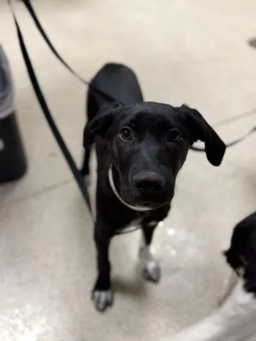 A baby small-sized female Shepherd dog named Grape for adoption in Riverside, CA
