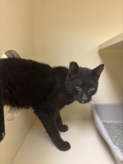 An adult medium-sized unknown Domestic Medium Hair cat named UCA Western Ave for adoption in Conway, AR
