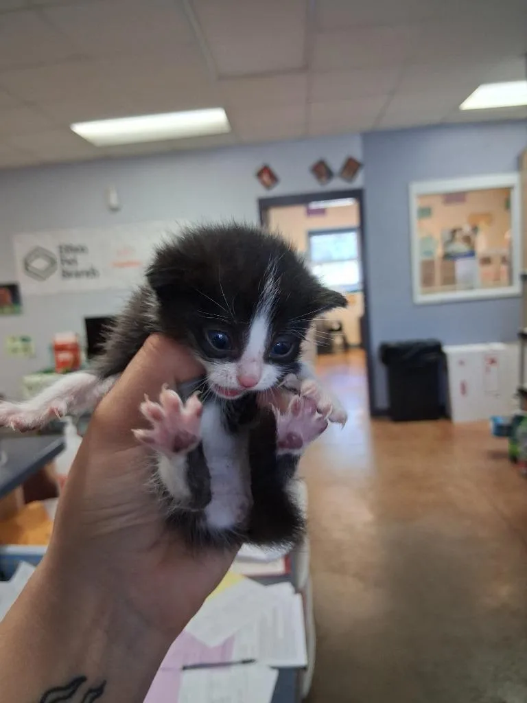 A baby small-sized male Domestic Short Hair cat named Tiny Tim for adoption in Brownwood, TX