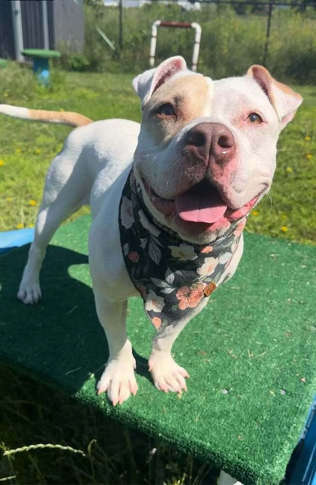 A young medium-sized female Mixed Breed dog named Corn Pops for adoption in Lansing, MI