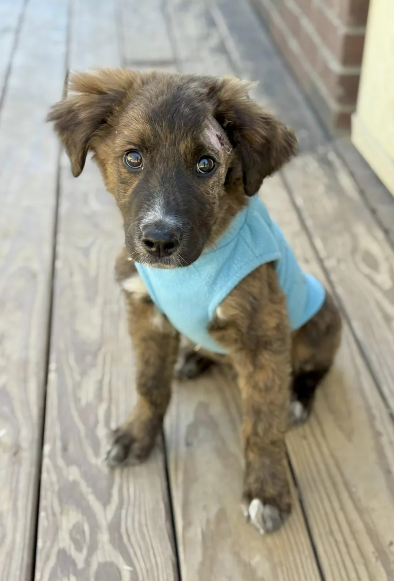 A baby large-sized male Brindle Great Pyrenees dog named Canaan for adoption in Kiowa, OK
