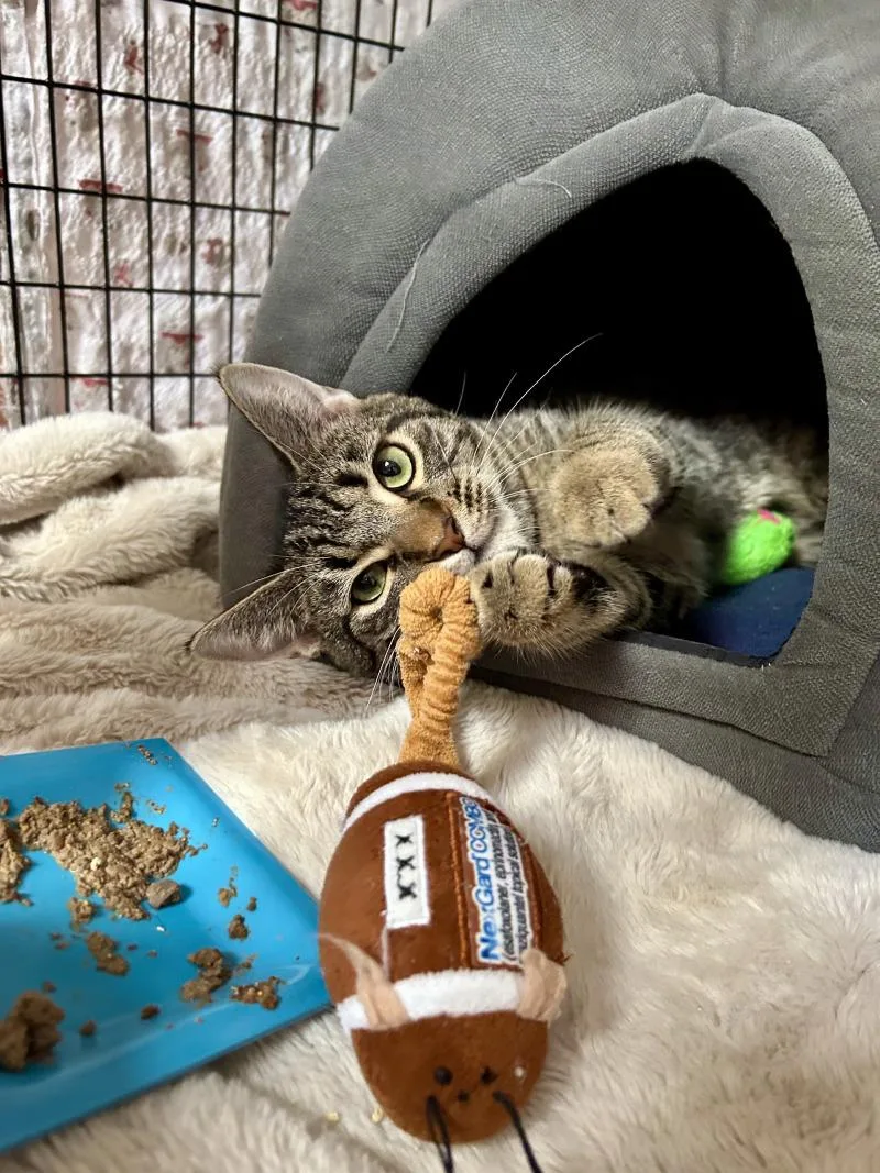 A young medium-sized male Domestic Short Hair cat named Beau for adoption in Diamond Springs, CA