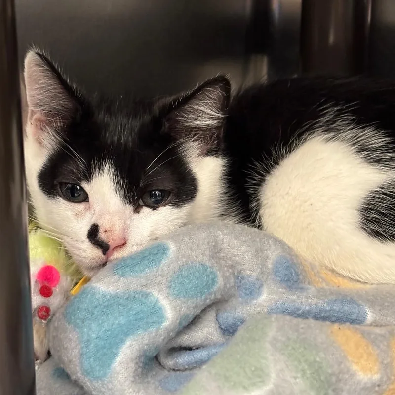 A baby small-sized male Black Domestic Short Hair cat named Fish Stick for adoption in Springfield, MA
