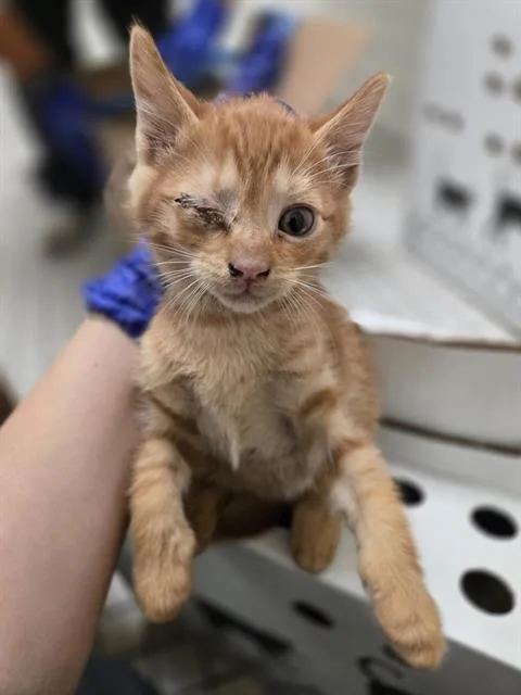 A baby medium-sized male Domestic Short Hair cat named Abraham for adoption in Dallas, TX