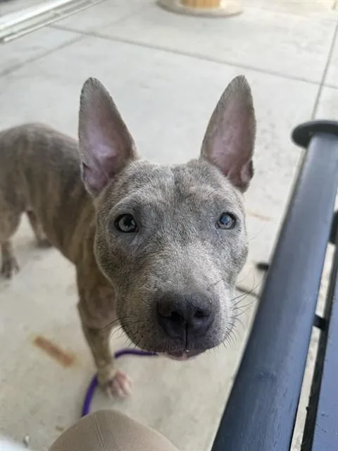 A young medium-sized female Pit Bull Terrier dog named Dutchess for adoption in Upper Marlboro, MD
