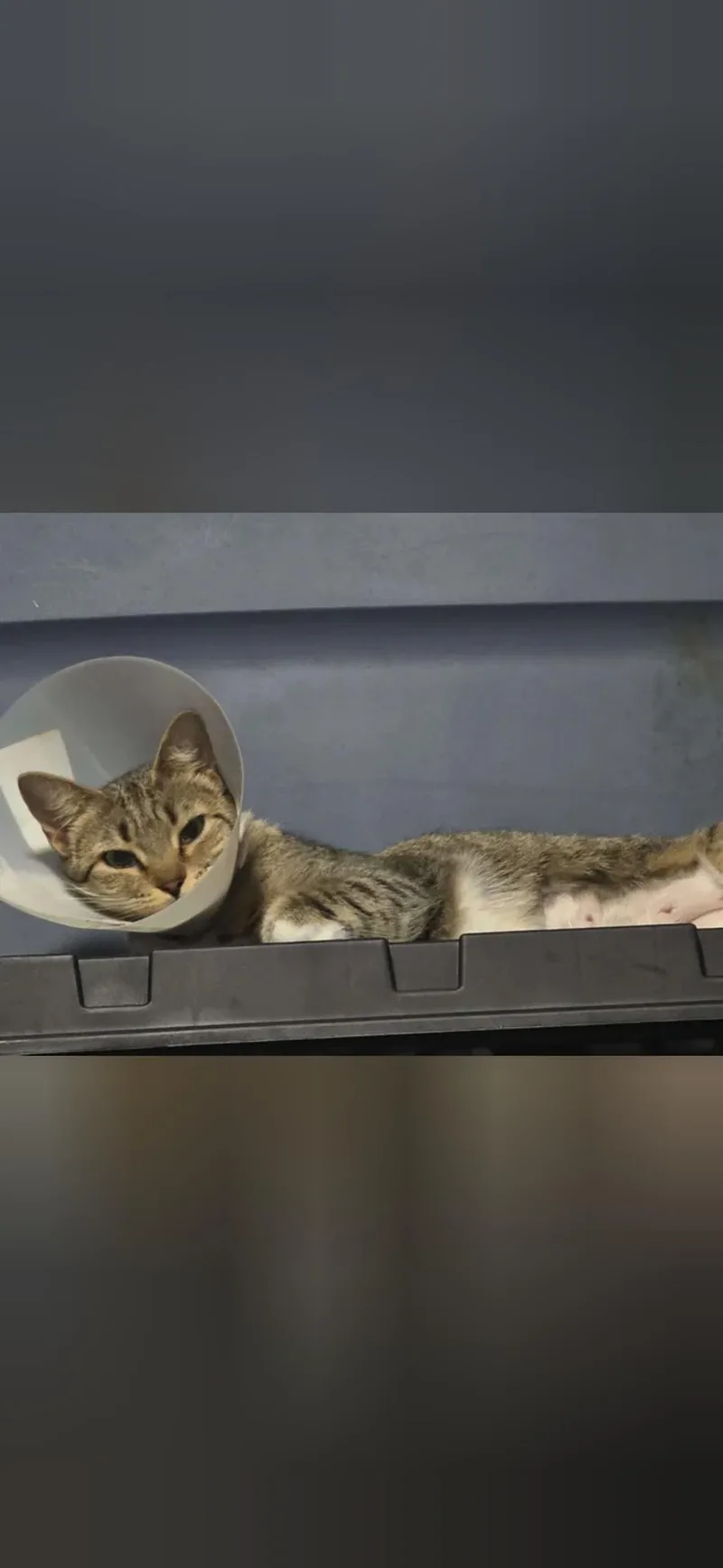 An adult medium-sized female Domestic Short Hair cat named Hazel for adoption in Mint Hill, NC