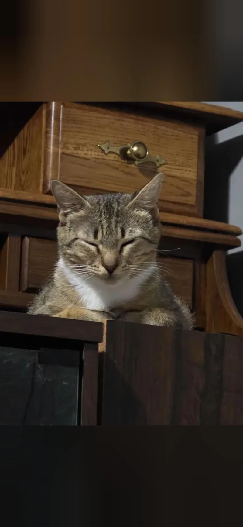 Hazel thumbnail 2