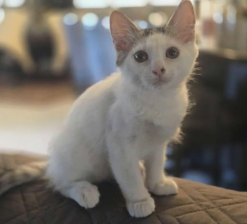 A young medium-sized male American Shorthair cat named Divot for adoption in Buckeye, AZ