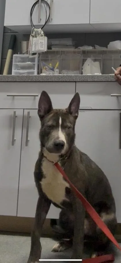 An adult medium-sized male Mixed Breed dog named Kodiak for adoption in West Chester, PA