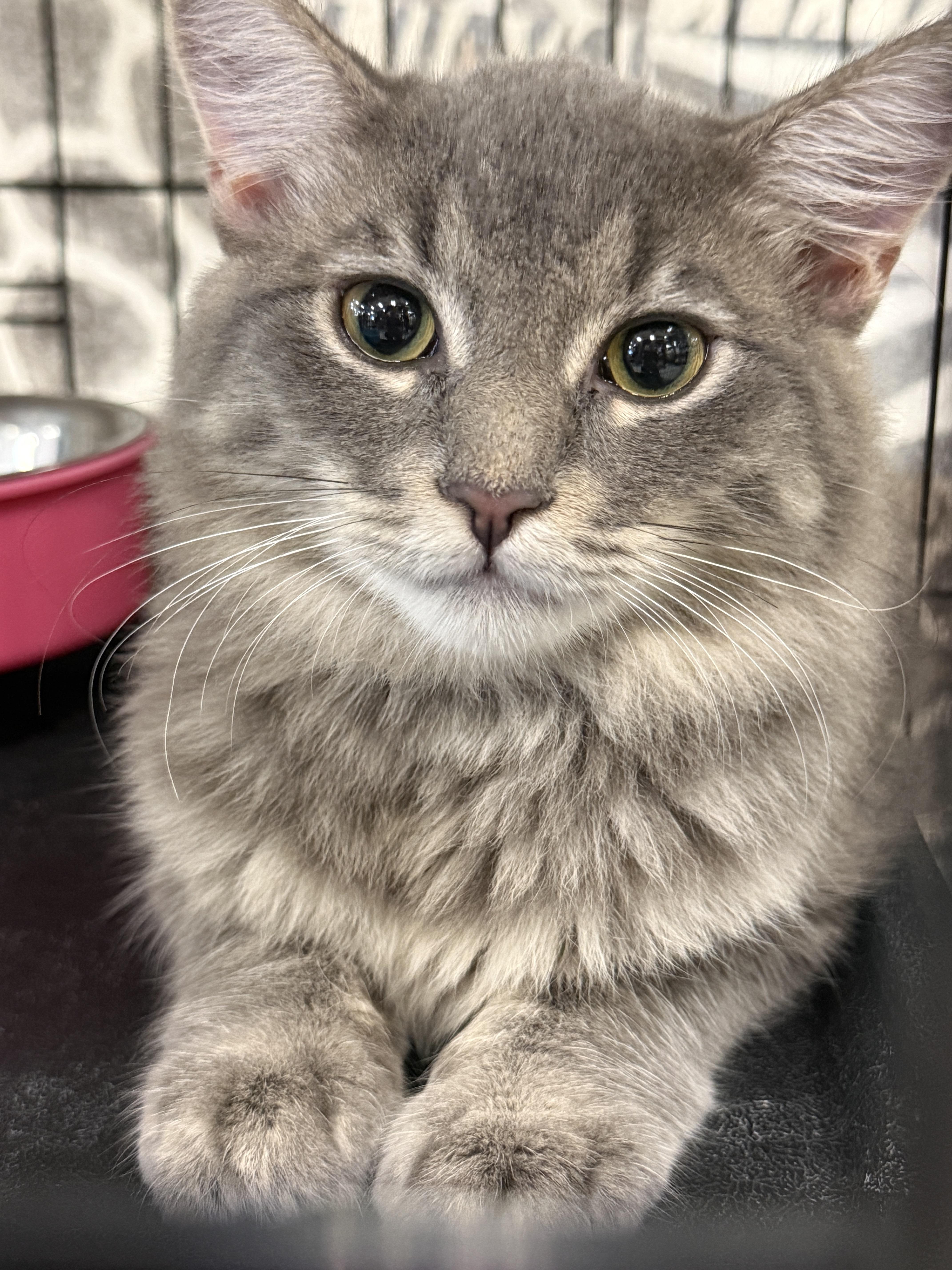 A young medium-sized male Gray / Blue / Silver Domestic Medium Hair cat named Heathcliff for adoption in Westminster, CA