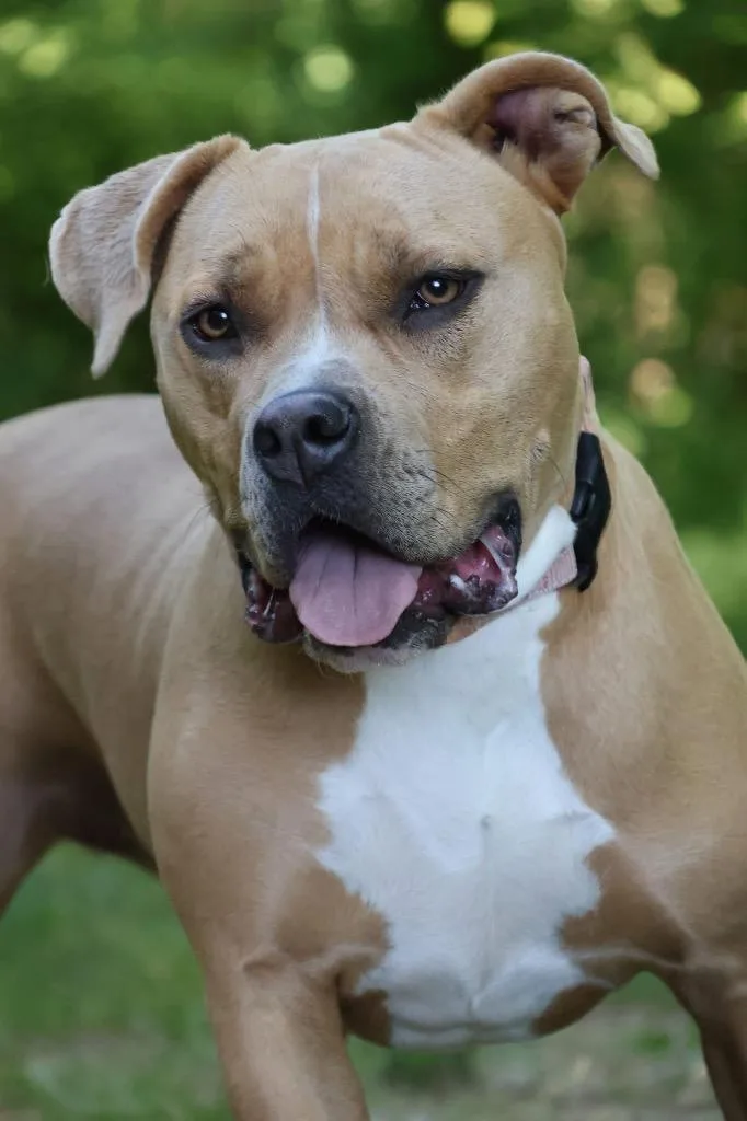 A young large-sized female Mixed Breed dog named Velma for adoption in Columbia, TN