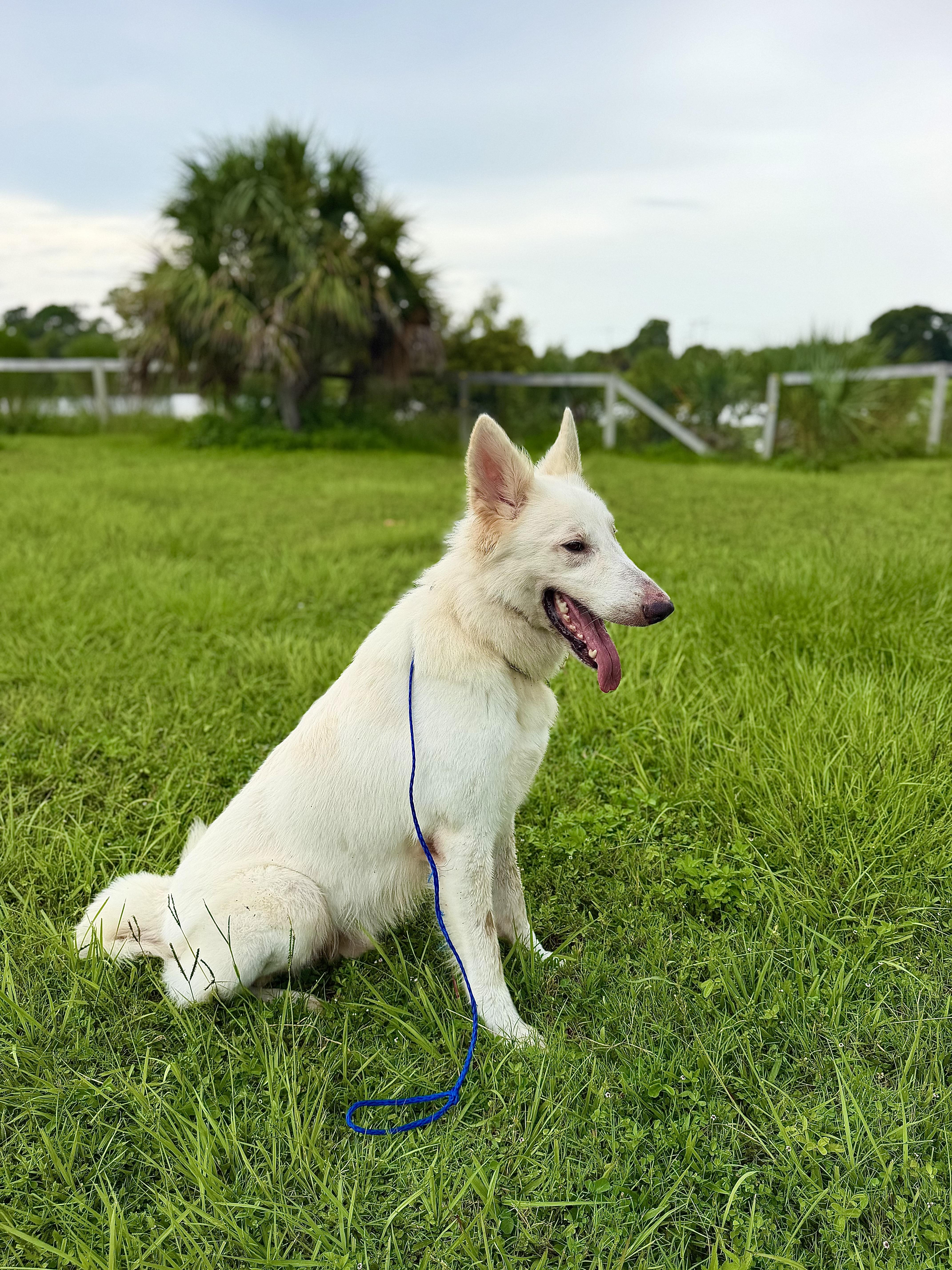 An adult large-sized male White / Cream White German Shepherd dog named Hank for adoption in Port Saint Lucie, FL