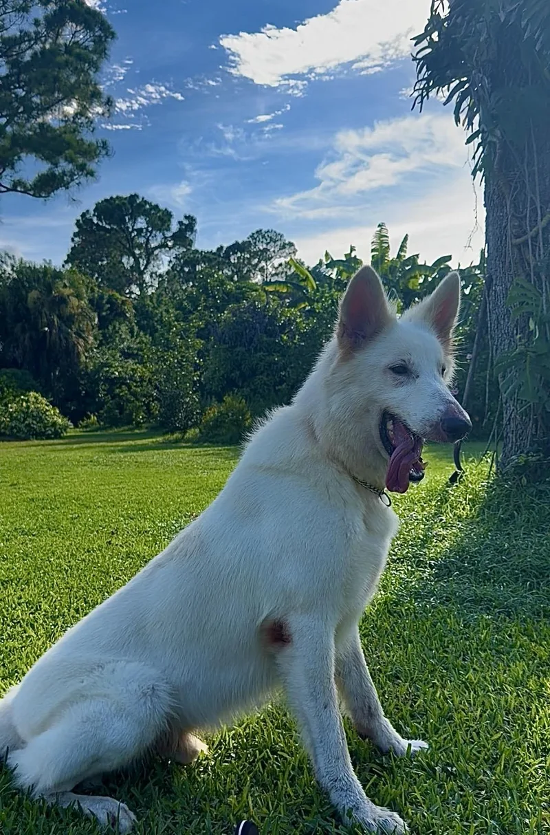 Hank thumbnail 3